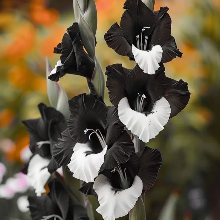 Monochrome Majesty Gladiolus Corms🌺