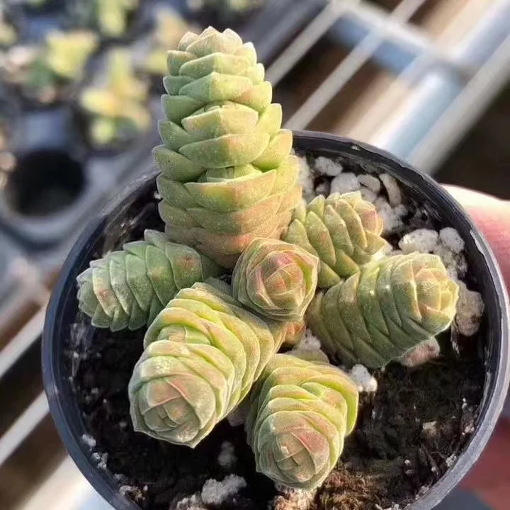 plant Aeonium Echeveria Haworthia  Caudex  Lithops Cactus  Agave 