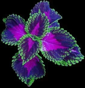 Garden Renewal💥Coleus blumei - blue purple