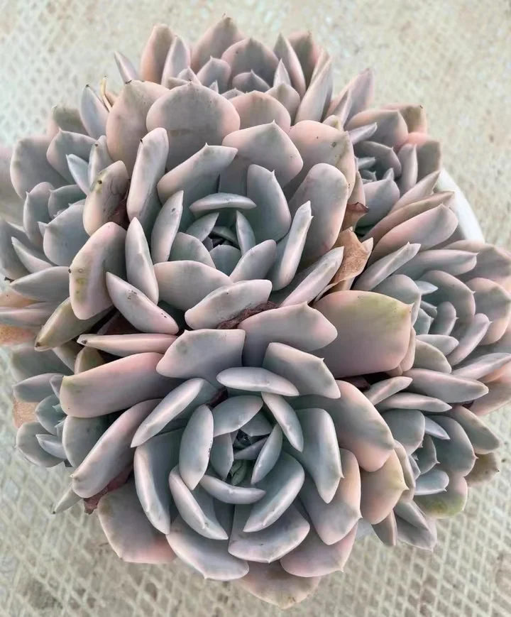 plant Aeonium Echeveria Haworthia  Caudex  Lithops Cactus  Agave 