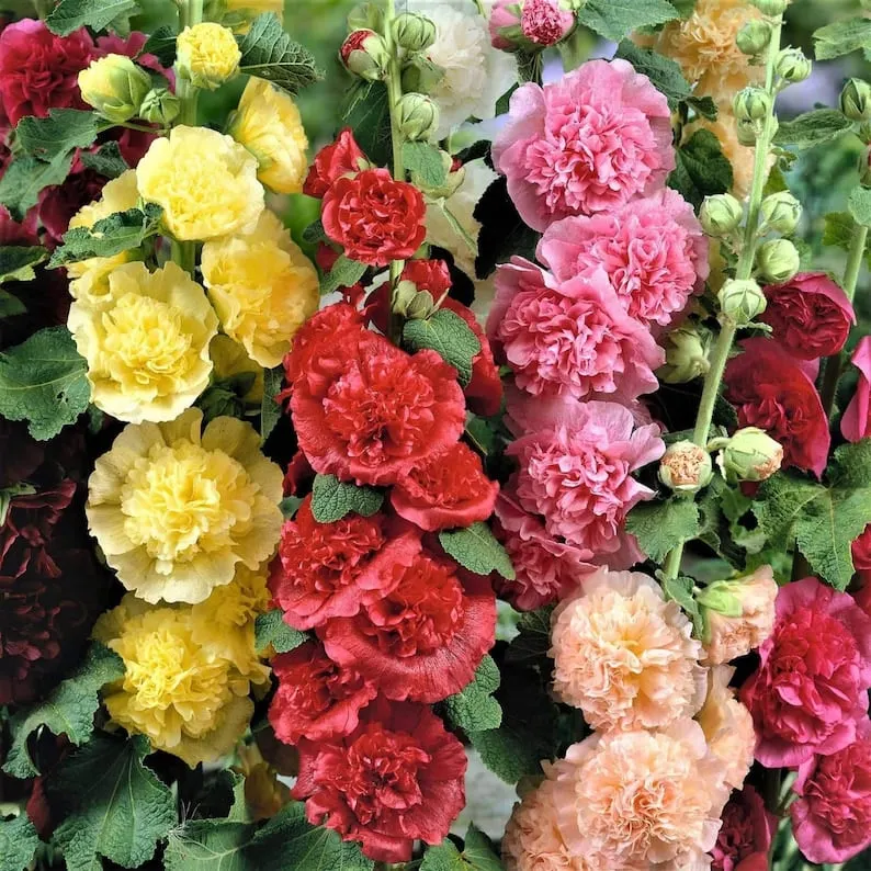 May include: A close-up of a bouquet of hollyhock flowers in various colors. including yellow. pink. red. and peach. The flowers are arranged in a cluster. with their petals overlapping and creating a soft. textured effect. The flowers are surrounded by green leaves and stems.