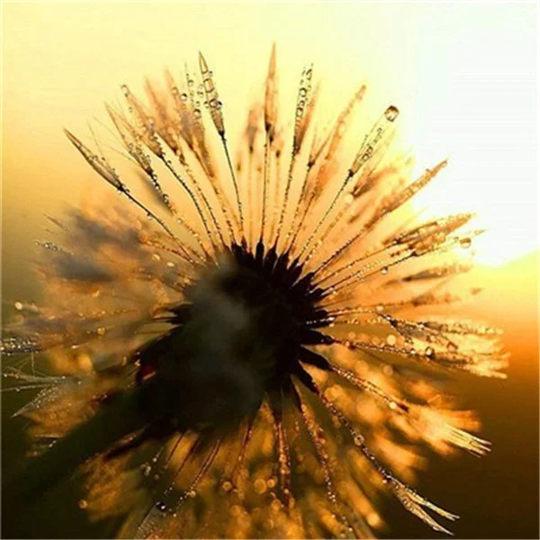 Diamond Painting - Full Round/Square Drill - Dandelion(30*40 - 50*60cm)