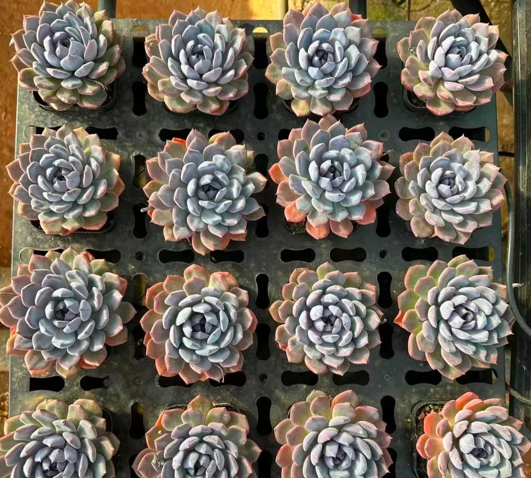 plant Aeonium Echeveria Haworthia  Caudex  Lithops Cactus  Agave 