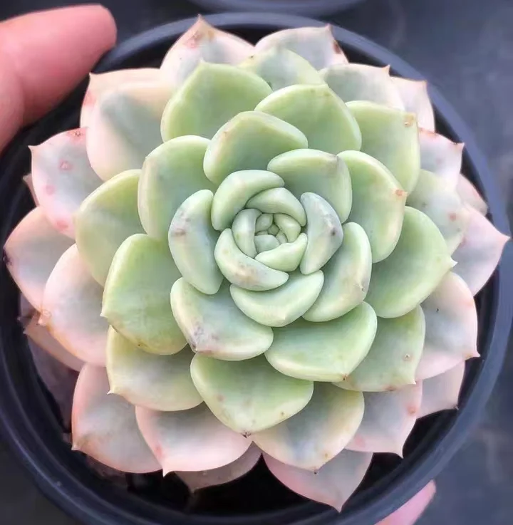 plant Aeonium Echeveria Haworthia  Caudex  Lithops Cactus  Agave 