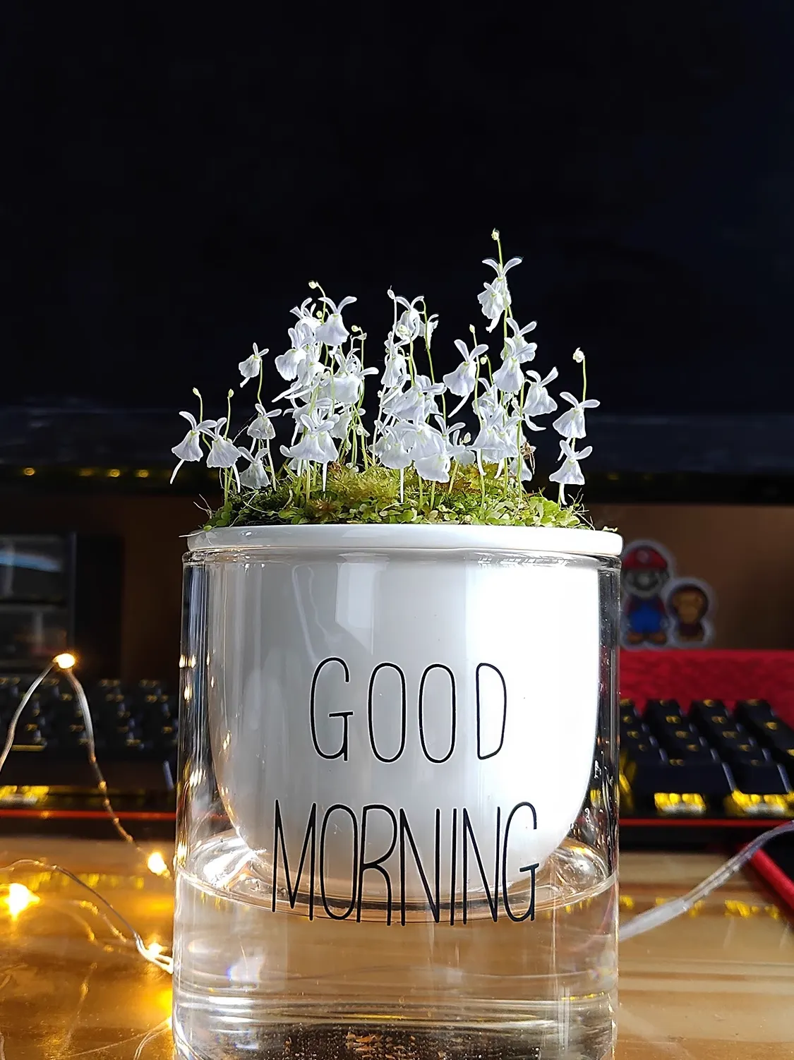 Utricularia sandersonii Seeds