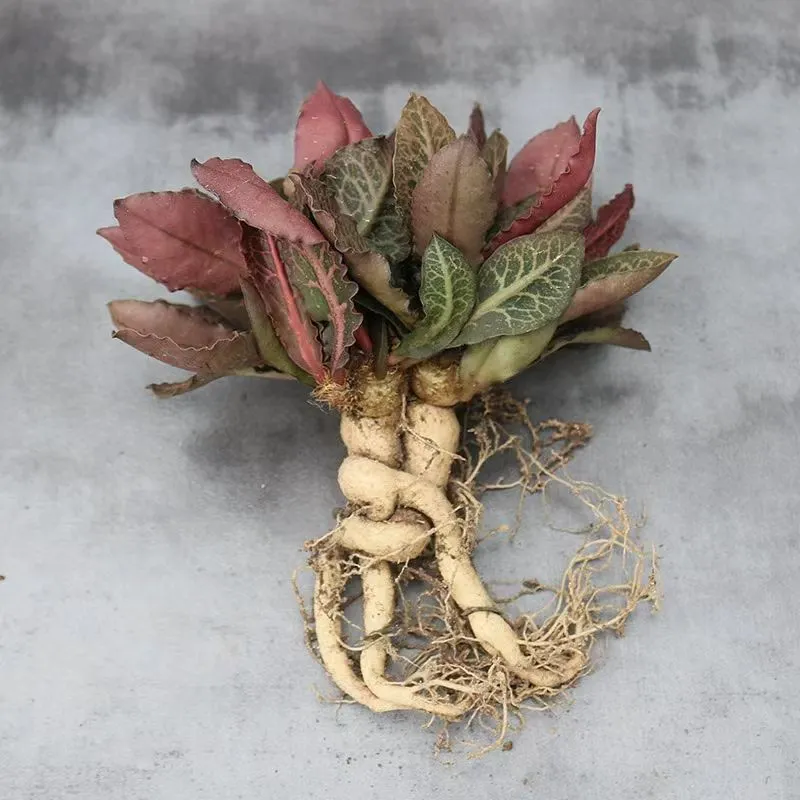 plant Aeonium Echeveria Haworthia  Caudex  Lithops Cactus  Agave 