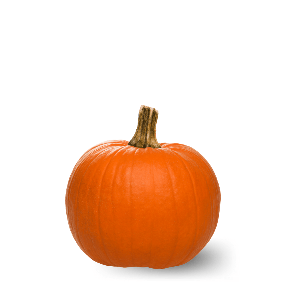 Pumpkin Mammoth Gold Seeds &ndash; Giant Size, Golden Skin & Sweet Flesh