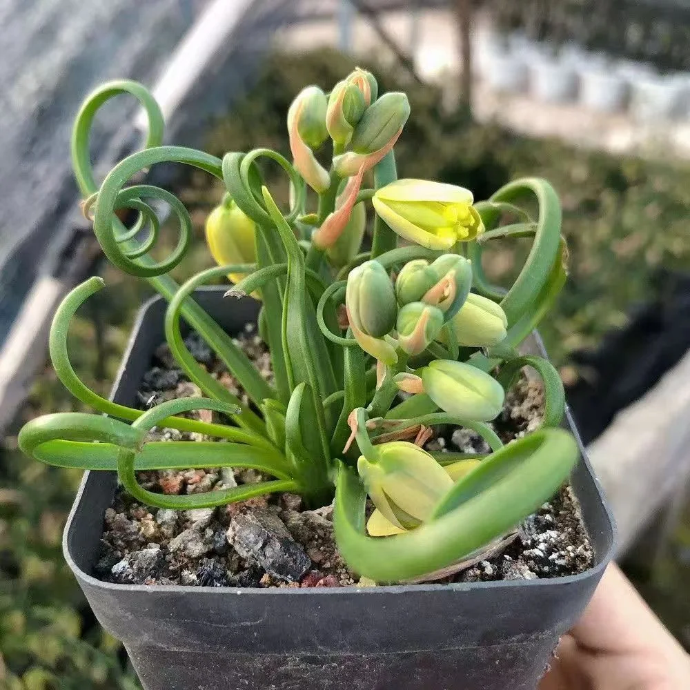 811. Albuca namaquensis Baker  2.5-3cm / Caudex  / Succulent plants / Garden landscape / Carefully select healthy plants