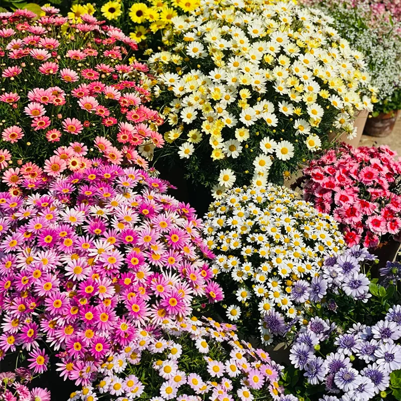 🌼Natural Mosquito Repellent - Pyrethrum seeds