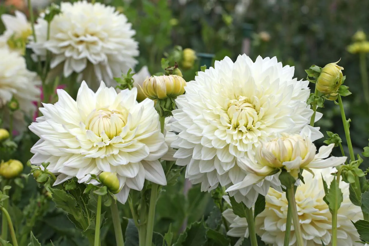 How to Grow and Care for Dinner Plate Dahlia
