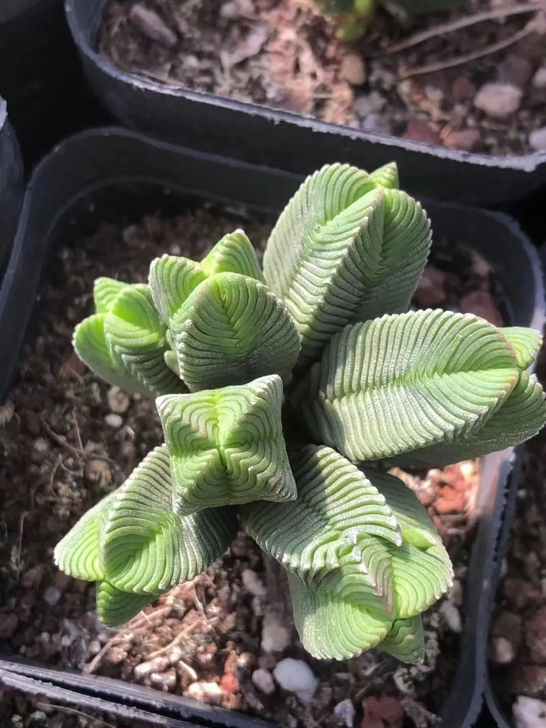 plant Aeonium Echeveria Haworthia  Caudex  Lithops Cactus  Agave 