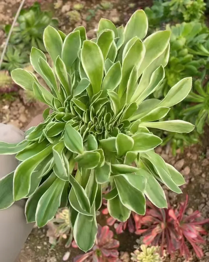 17. Green rose crested cutting 6cm/ Aeonium crested/ Aeonium plants / Garden landscape / Carefully select healthy plants