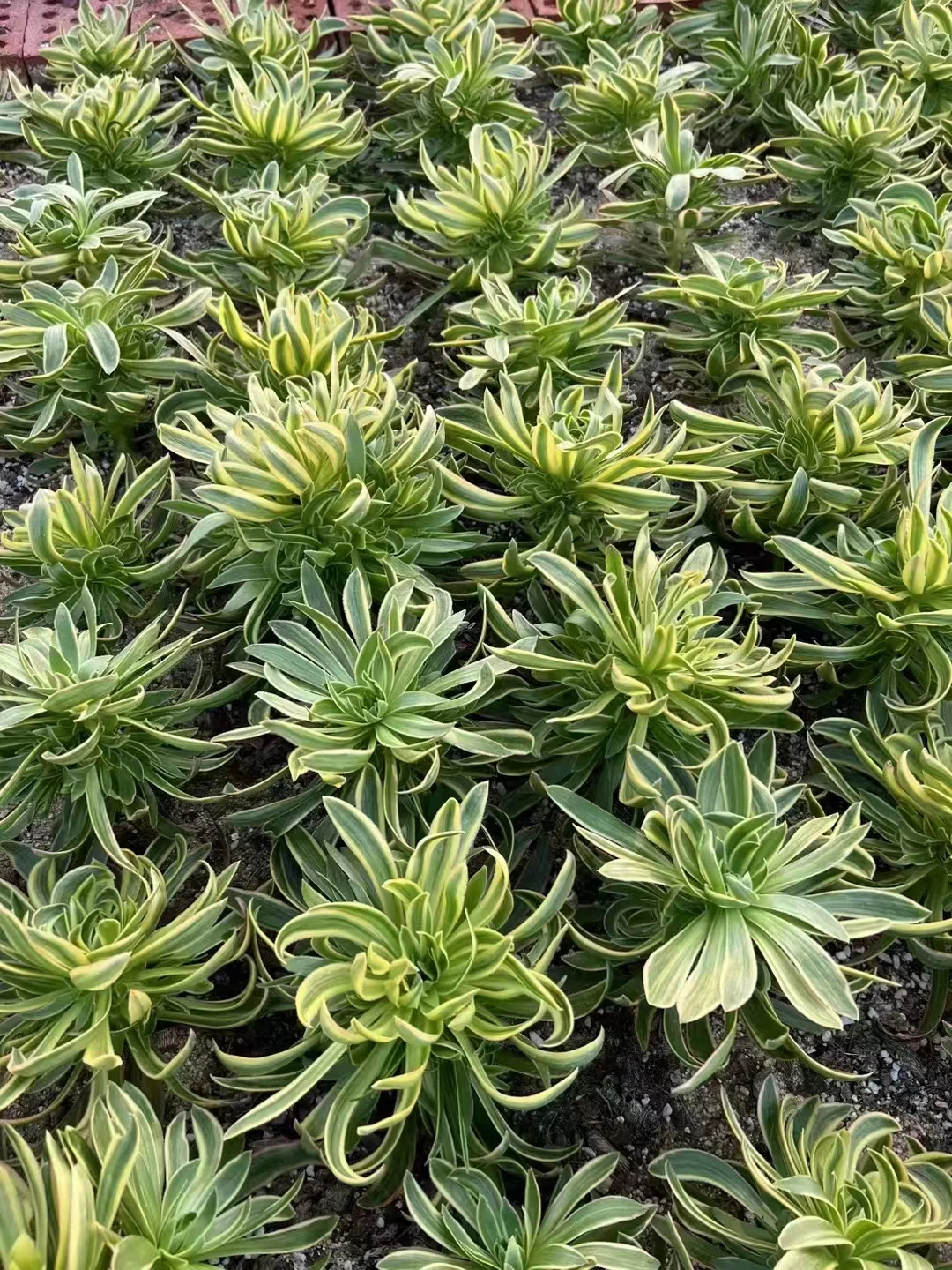 plant Aeonium Echeveria Haworthia  Caudex  Lithops Cactus  Agave 