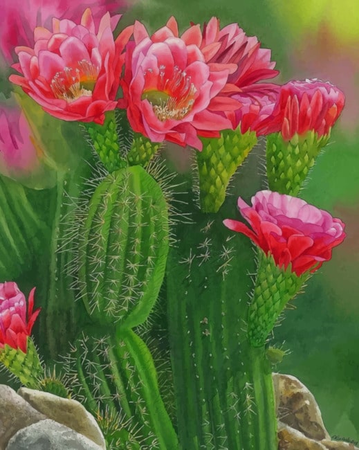 

Cactus And Flowers – Paint By Numbers - 40*50CM, 501 Original