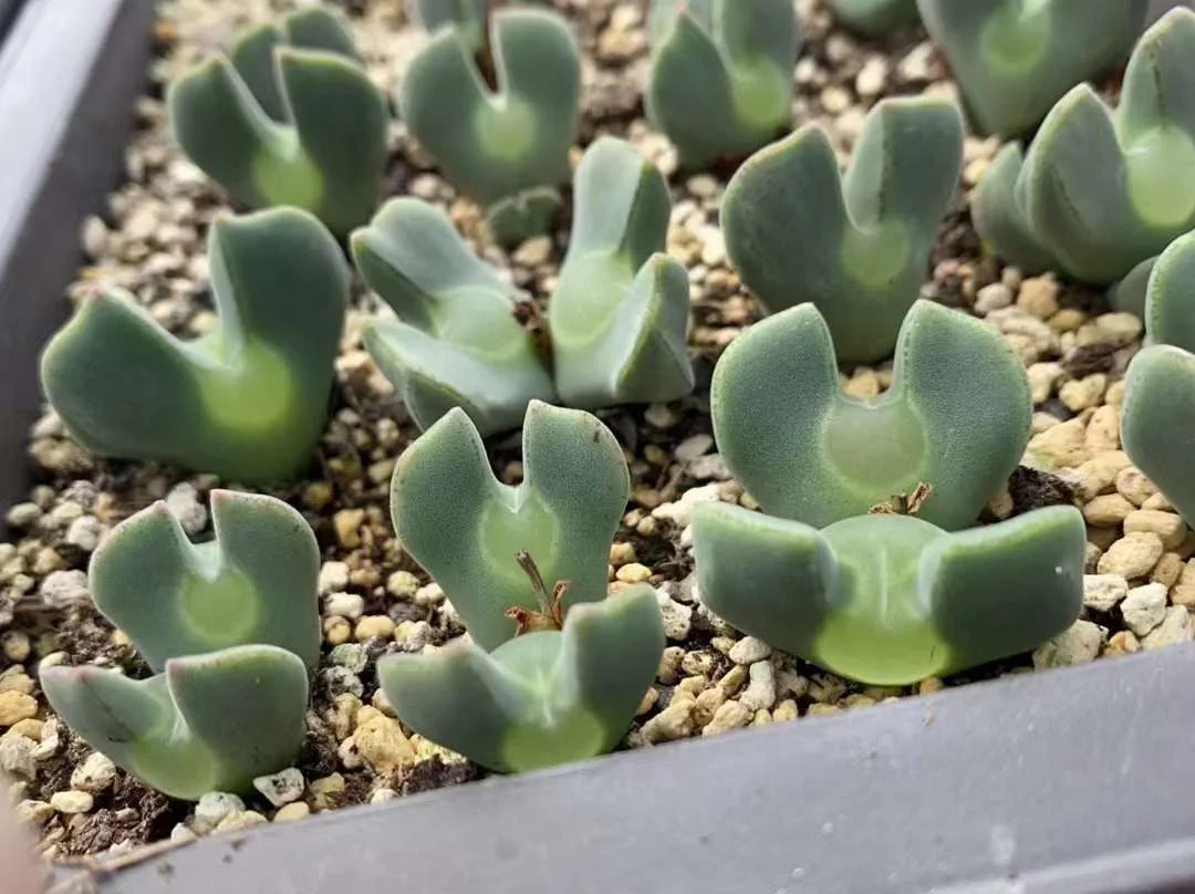 plant Aeonium Echeveria Haworthia  Caudex  Lithops Cactus  Agave 