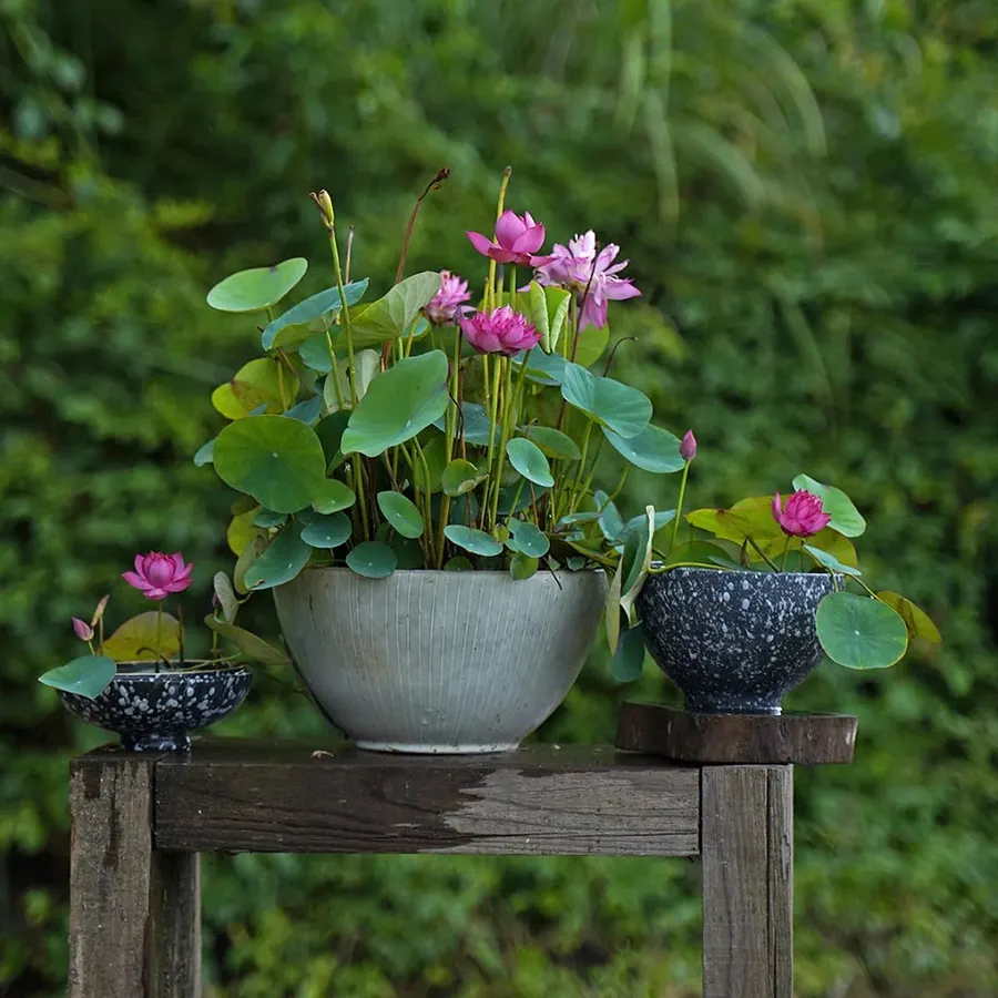 Sacred Bonsai Lotus Flower Seeds