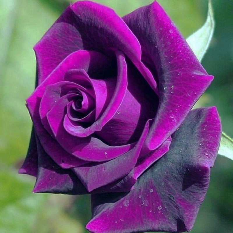 Germany Rare Purple Dragon Rose Seeds Jonyparkseed®