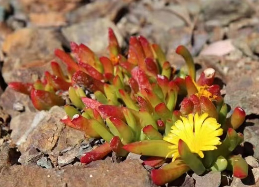 plant Aeonium Echeveria Haworthia  Caudex  Lithops Cactus  Agave 