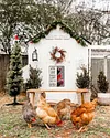 Chicken Warning - Vintage Metal Signs(8*12Inch/12*16Inch) - Chicken