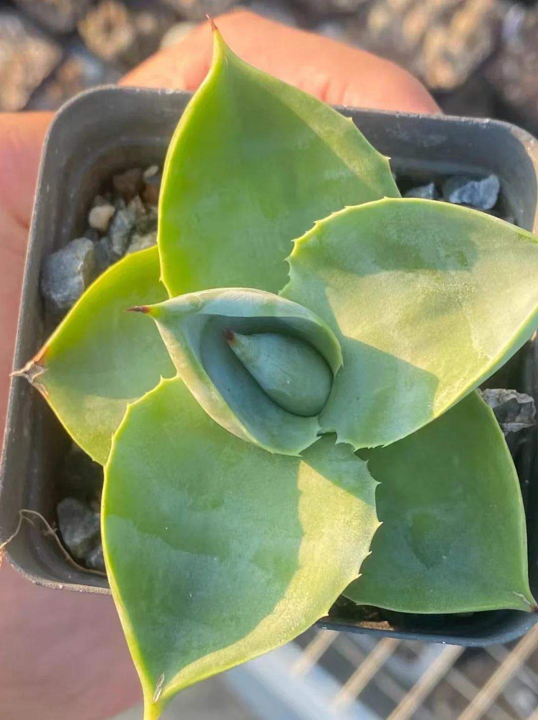 plant Aeonium Echeveria Haworthia  Caudex  Lithops Cactus  Agave 