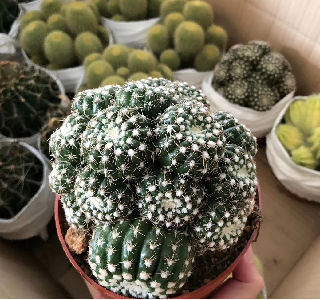 plant Aeonium Echeveria Haworthia  Caudex  Lithops Cactus  Agave 