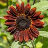 Sunflower Chocolate Cherry Seeds 1 Oz 1700 Seeds Gardening Seeds