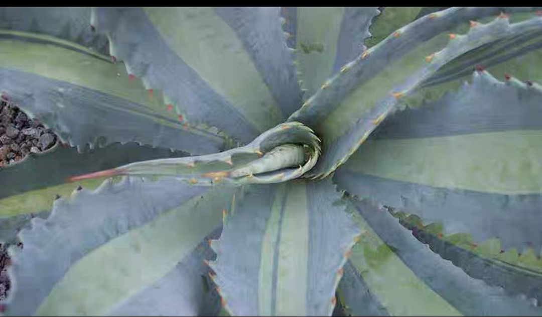 1060.Agave mediopicta lemonlime 15-20cm/Agave plants / Succulent plants / Garden landscape / Carefully select healthy plants