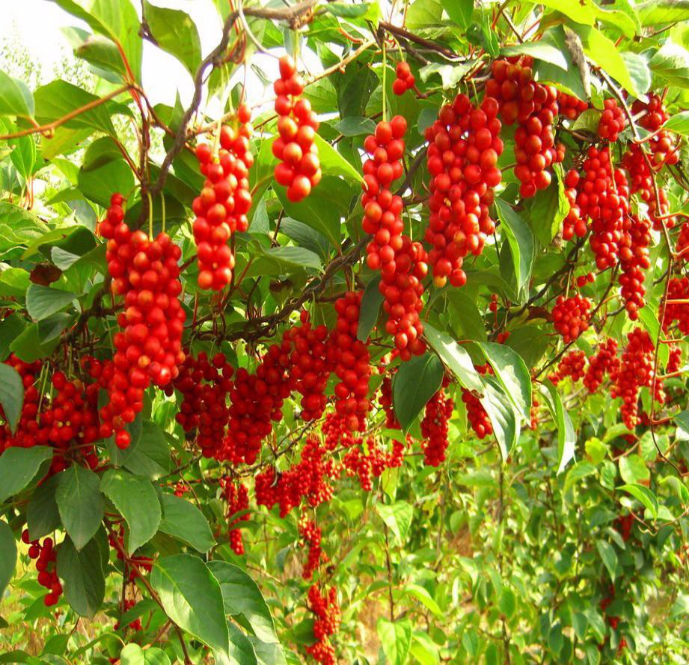 Five-Flavor Fruit