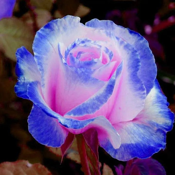 Ice Rain' Rose Seeds