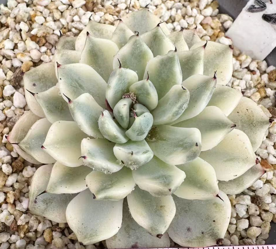plant Aeonium Echeveria Haworthia  Caudex  Lithops Cactus  Agave 