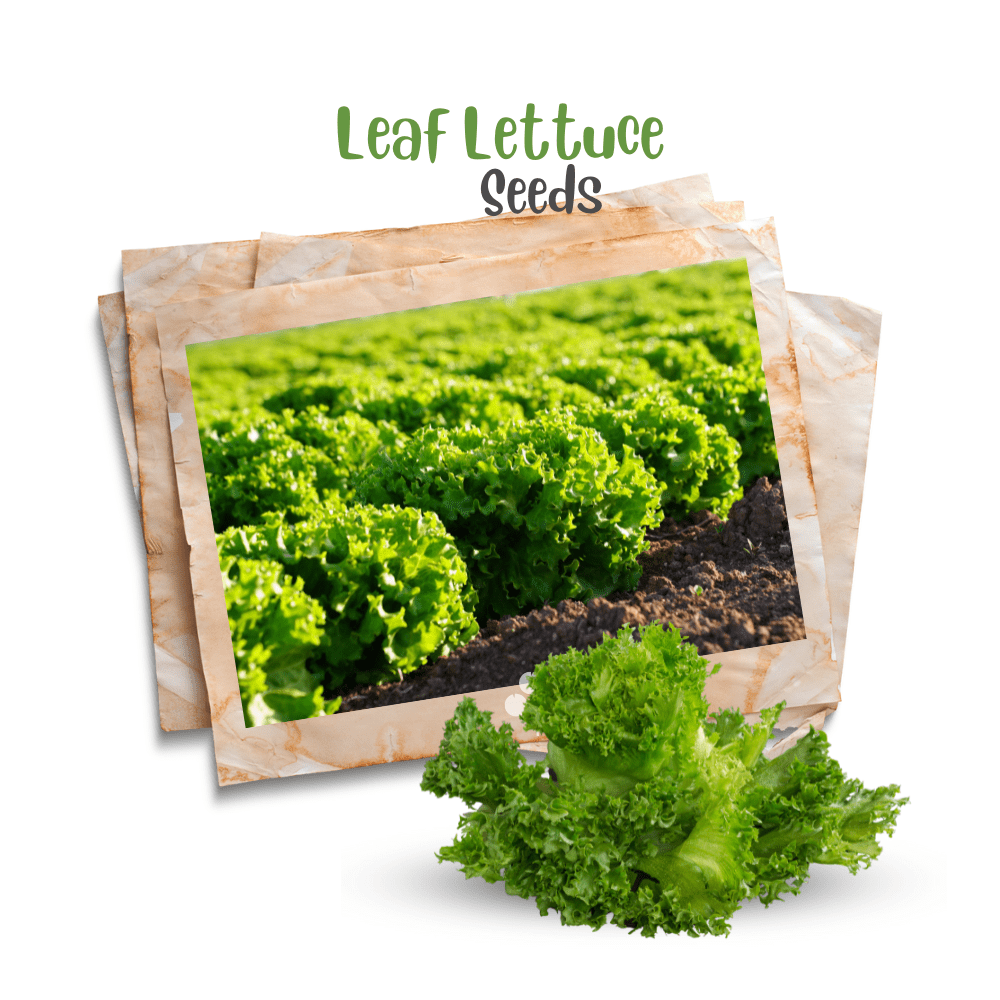 Buttercrunch Lettuce Seeds &ndash; Soft, Sweet & Heat-Tolerant