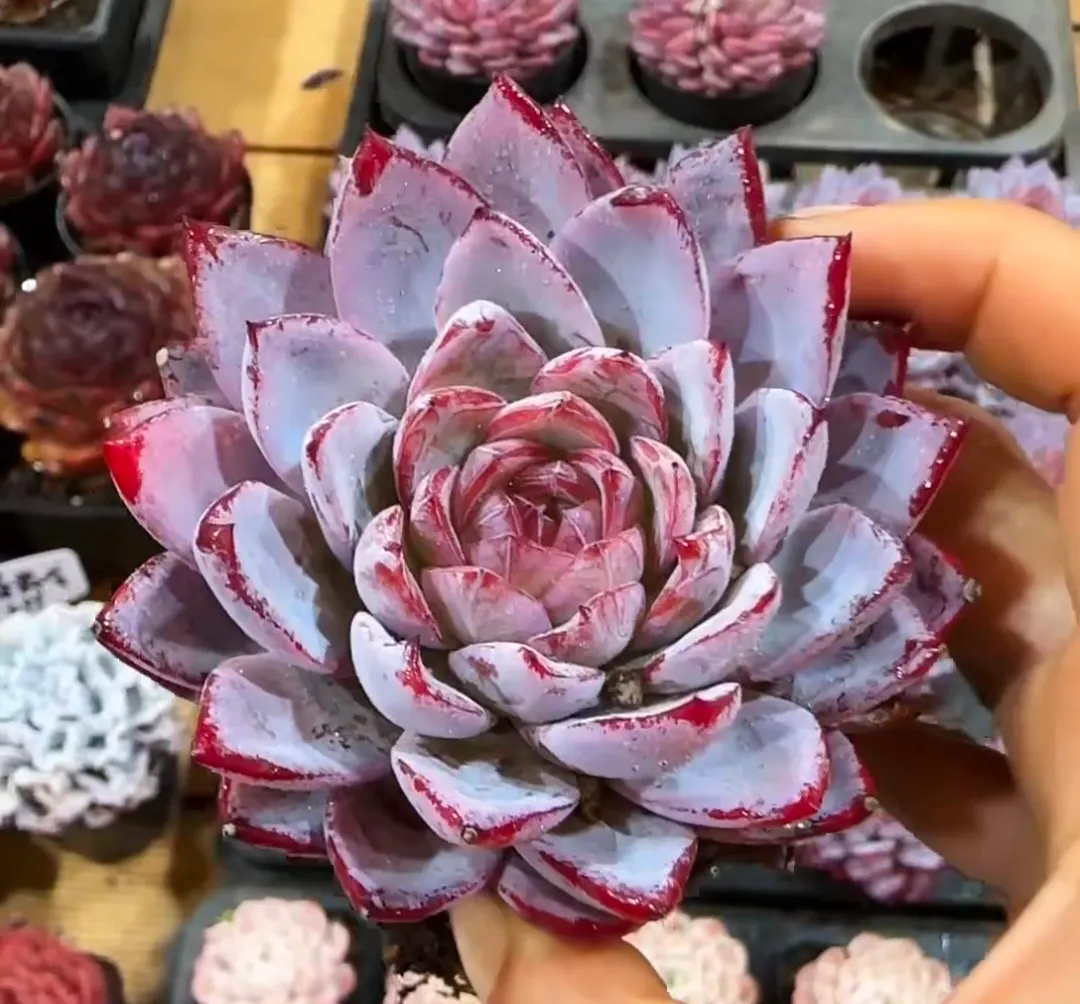 plant Aeonium Echeveria Haworthia  Caudex  Lithops Cactus  Agave 