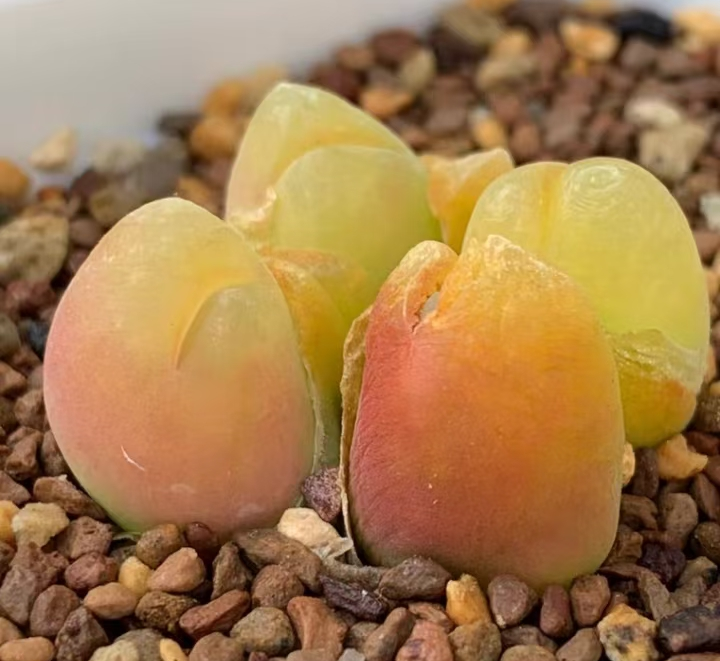 plant Aeonium Echeveria Haworthia  Caudex  Lithops Cactus  Agave 