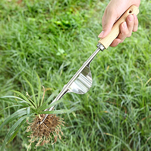 Inflated Root System