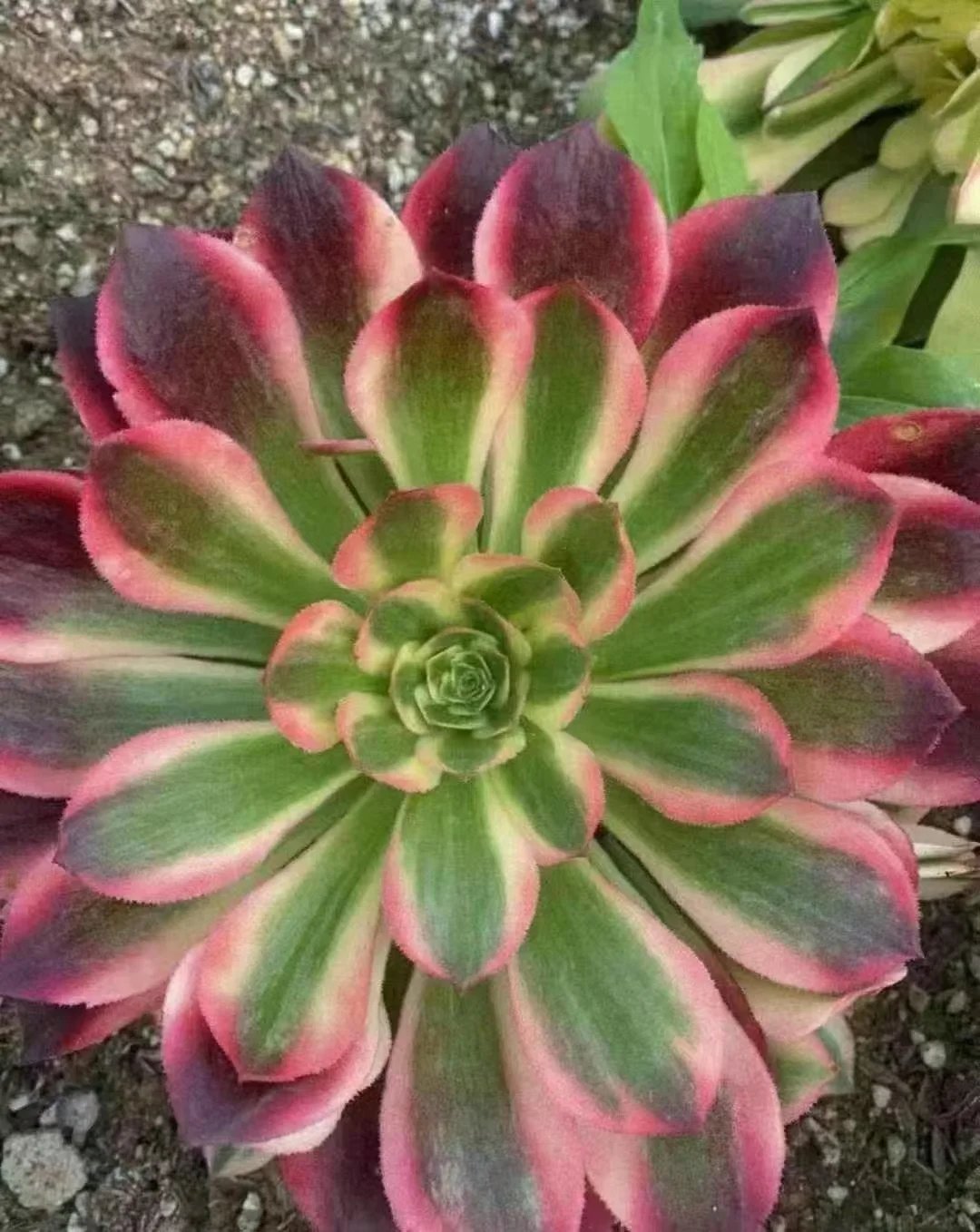 plant Aeonium Echeveria Haworthia  Caudex  Lithops Cactus  Agave 