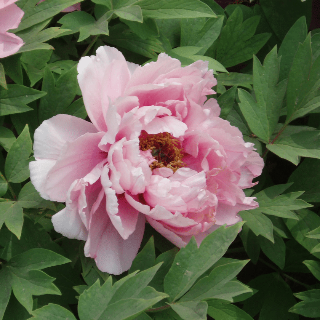 10Pcs Chinese Peony Flower Seeds Perennial Paeonia Suffruticosa Bonsai Plants Home Garden