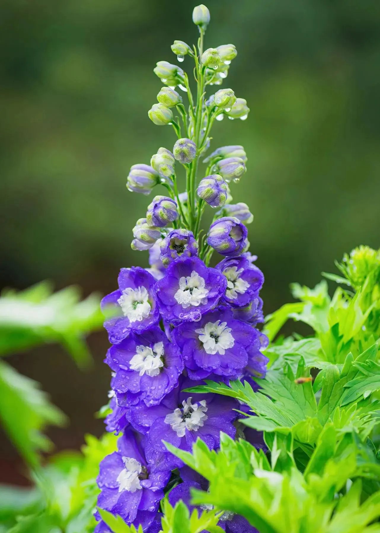 Delphinium Seeds-Mixed 7 Colors