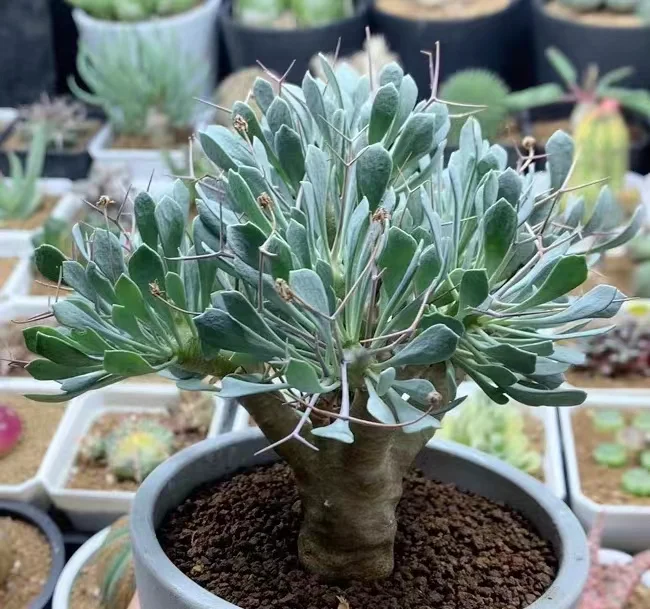 plant Aeonium Echeveria Haworthia  Caudex  Lithops Cactus  Agave 