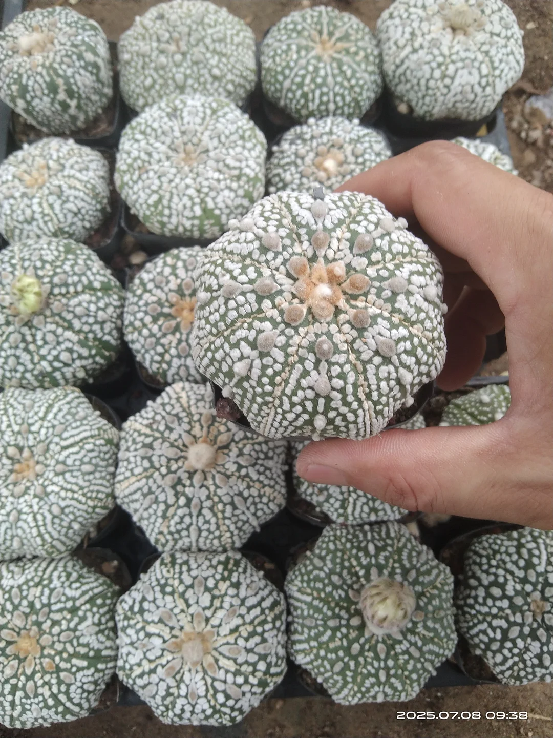 plant Aeonium Echeveria Haworthia  Caudex  Lithops Cactus  Agave 