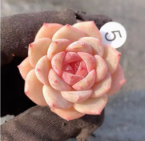 496.Echeveria   Strawberry jam . single head 2-3cm /Echeveria/  Succulent plants / Garden landscape / Carefully select healthy plants