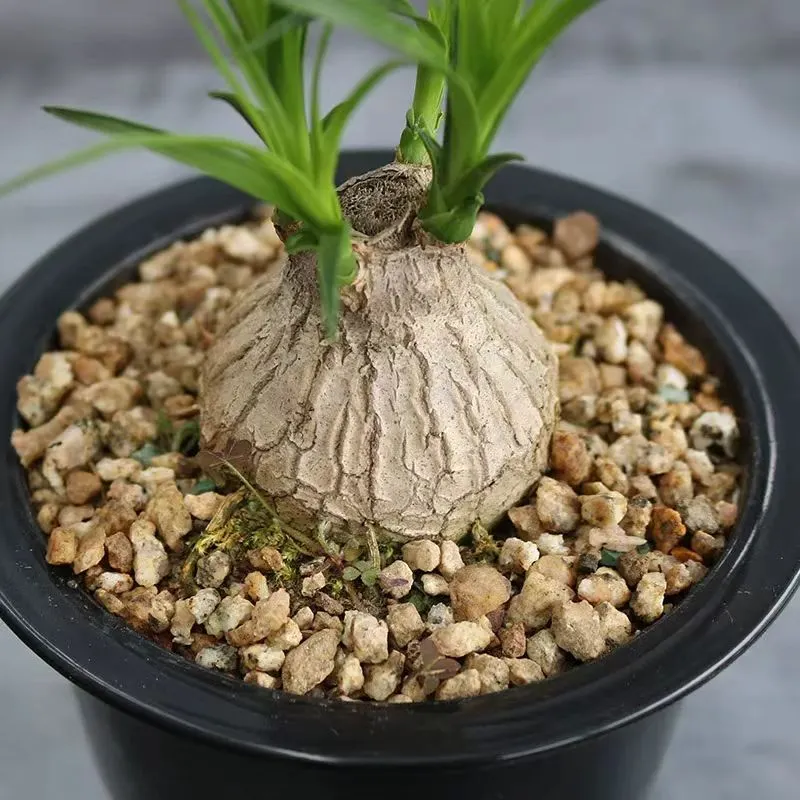 plant Aeonium Echeveria Haworthia  Caudex  Lithops Cactus  Agave 