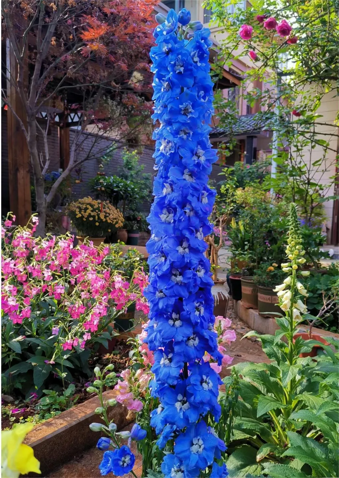 Delphinium Seeds-Mixed 7 Colors