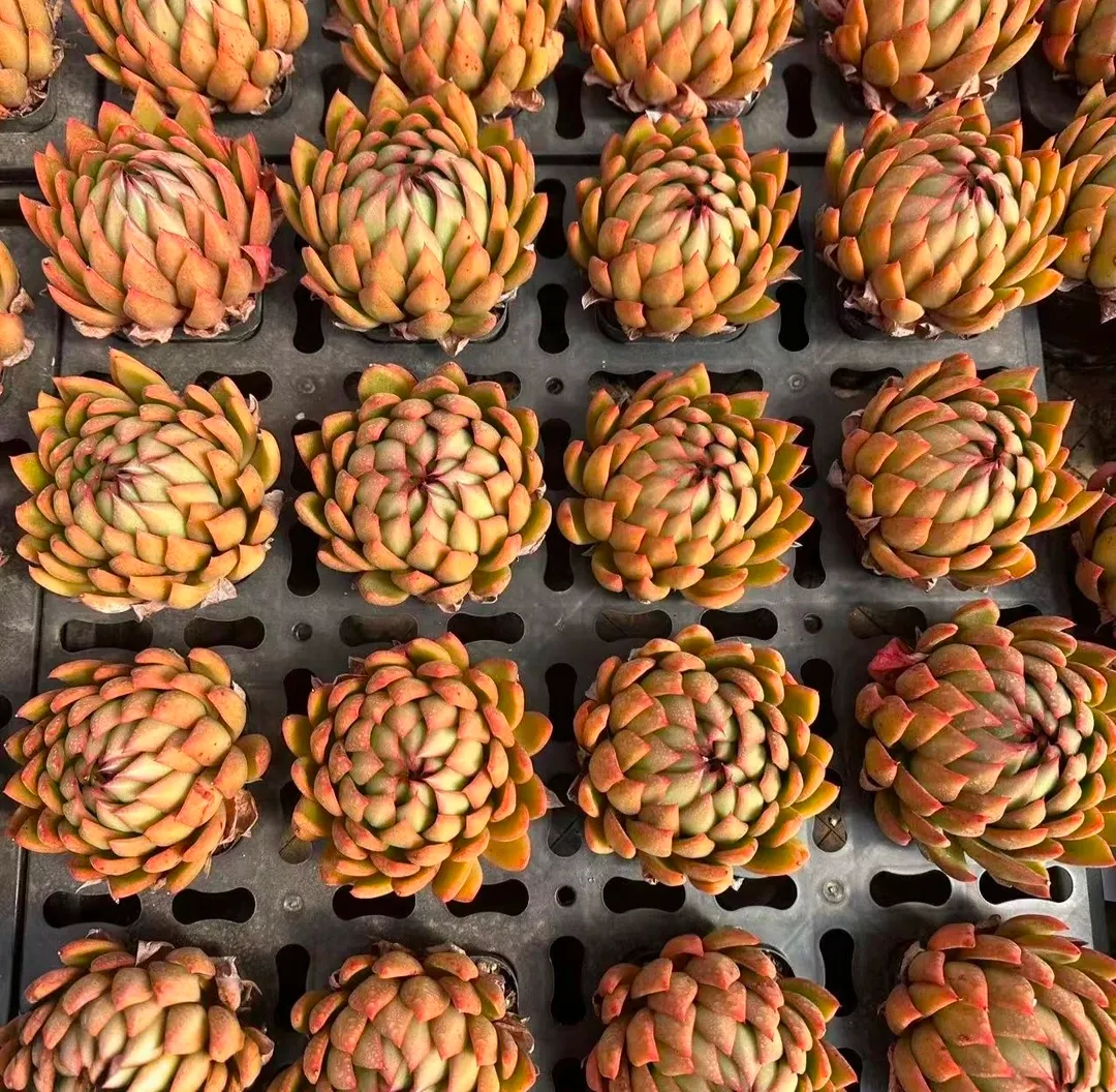 plant Aeonium Echeveria Haworthia  Caudex  Lithops Cactus  Agave 