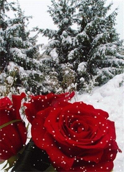 

Beautiful Roses in Winter – Paint By Numbers - 40*50CM, 501 Original