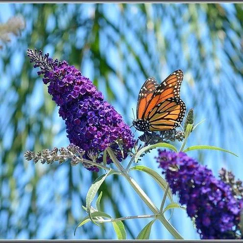 MIXED Colors BUTTERFLY BUSH Buddleia Davidii Flower Shrub Seeds