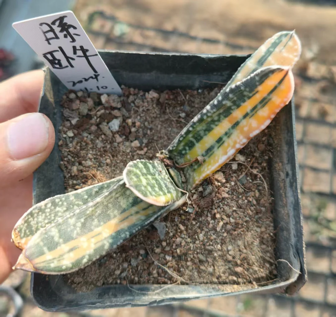 onestock.Japanese Gasteriea armstrongii f.variegata 5cm/ Haworthia/ Succulent plants / Garden landscape / Carefully select healthy plants