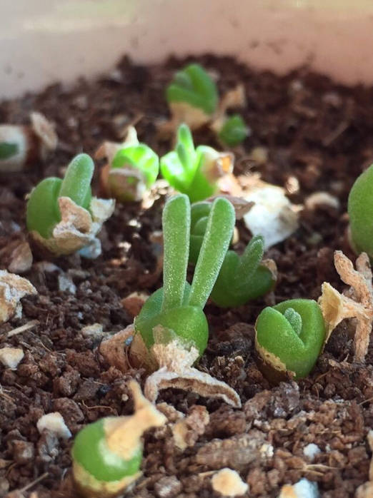 Rabbit Ear Succulent seeds, Rare succulent
