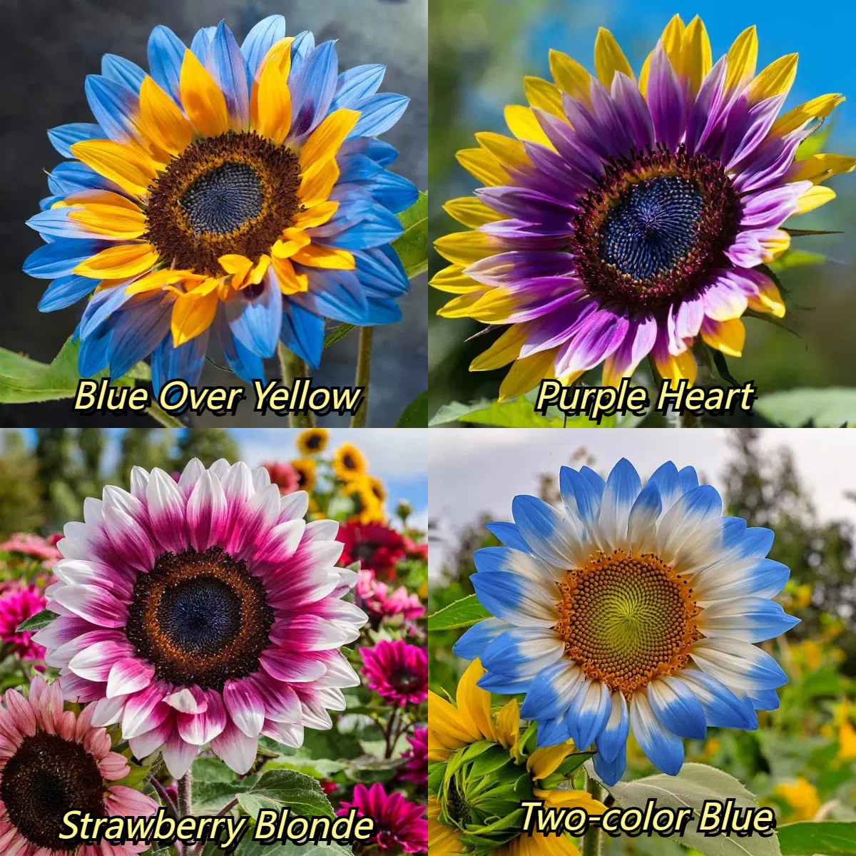 🎉Discounted Set🌻Dual Flower Sunflower Seeds 🌈Multi Color Assortment