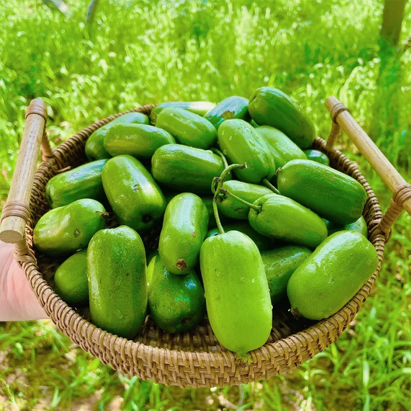 Rare Thumb Kiwi Seed