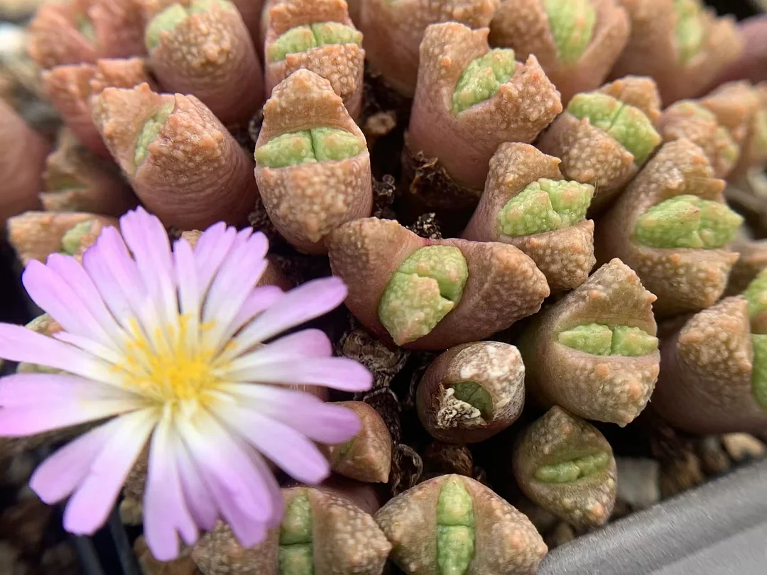 252. C.khamisbergense 3 heads / Lithops and Conophytum / Succulent plants / Garden landscape / Carefully select healthy plants